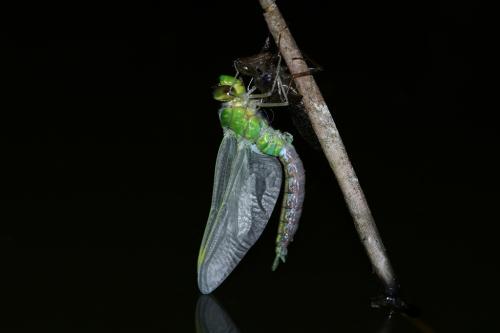 Réf. 358 892 : Anax imperator